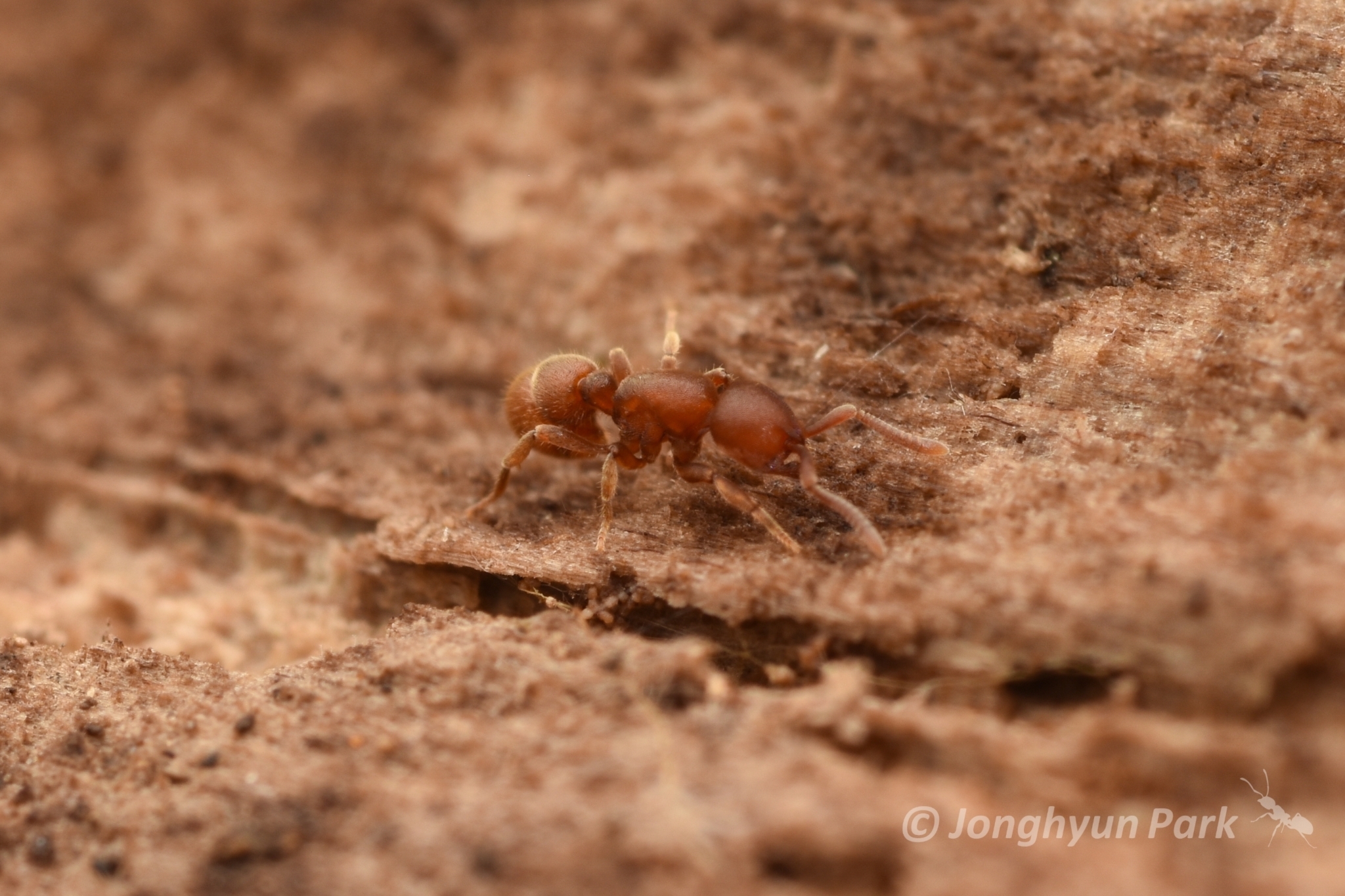 Proceratium itoi
