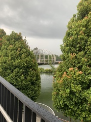 Syzygium myrtifolium