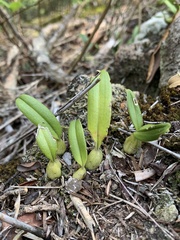Bulbophyllum retusiusculum