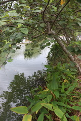 Homalanthus populneus