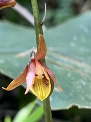 Tainia dunnii