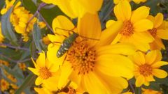 Ochraethes sulphurifer