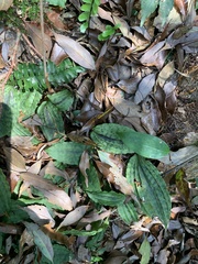 Collabium formosanum