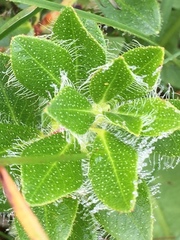 Rhododendron hirsutum