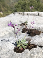 Boechera breweri shastaensis