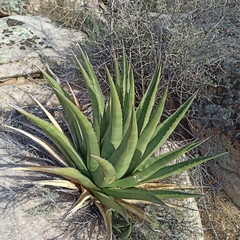 Agave deserti