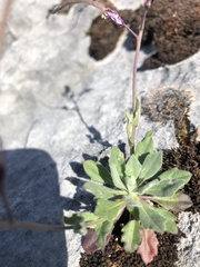 Boechera breweri shastaensis