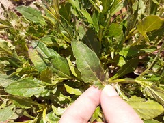 Oenothera speciosa