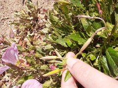 Oenothera speciosa