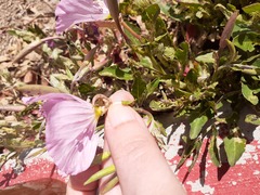 Oenothera speciosa
