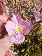 Oenothera speciosa