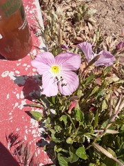 Oenothera speciosa