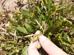 Oenothera speciosa