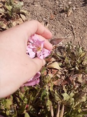 Oenothera speciosa