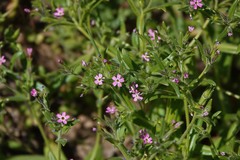 Microsteris gracilis