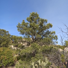 Pinus monophylla