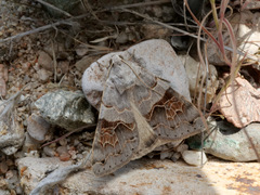Drasteria scrupulosa