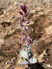 Streptanthus hispidus