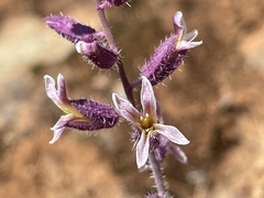 Streptanthus hispidus