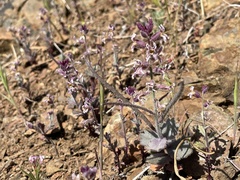 Streptanthus hispidus