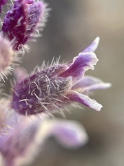 Streptanthus hispidus