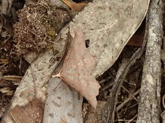 Rhinodia rostraria