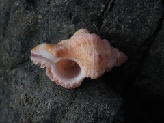 Chicoreus denudatus