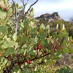 Arctostaphylos peninsularis