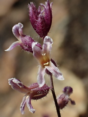 Streptanthus hispidus