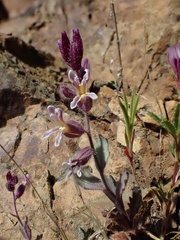 Streptanthus hispidus