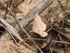 Rhinodia rostraria