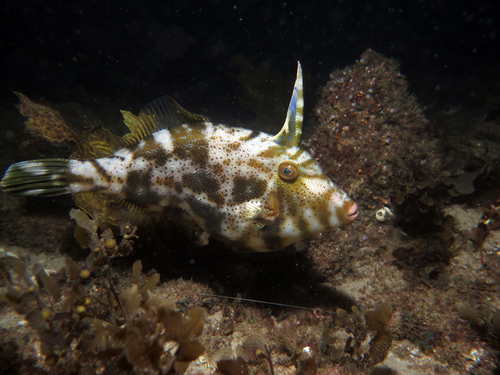 Rough leatherjacket (Scobinichthys granulatus) — Monacanthidae — 4