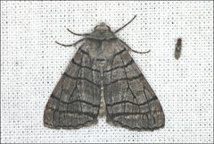Liometopa rectilinea