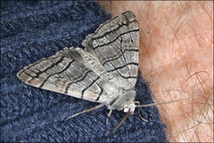 Liometopa rectilinea