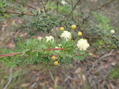 Acacia mitchellii