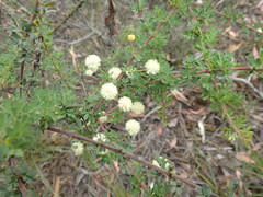 Acacia mitchellii