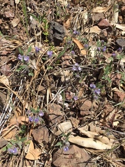 Phacelia breweri