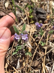 Phacelia breweri