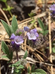 Phacelia breweri