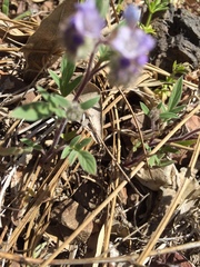 Phacelia breweri