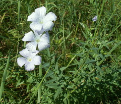 Linum nervosum