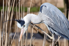 Ardea cinerea