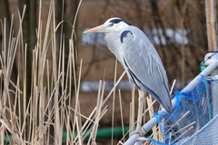 Ardea cinerea