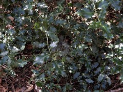 Ilex aquifolium