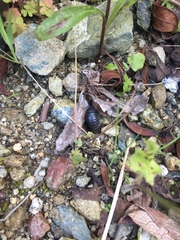 Armadillidium vulgare
