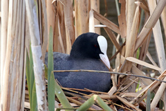Fulica atra