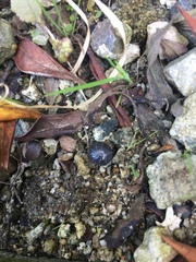 Armadillidium vulgare