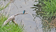 Alcedo atthis