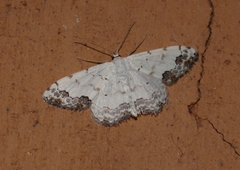 Scopula decorata