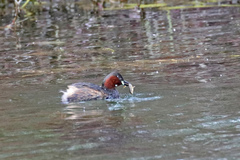 Tachybaptus ruficollis
